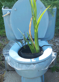 Plant in toilet